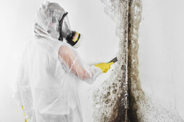Best Mold Testing  in Mulvane, KS