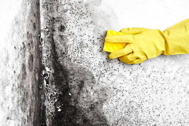Best Local Mold Removal Service  in Mulvane, KS