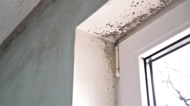 Best Office Mold Removal Services  in Mulvane, KS