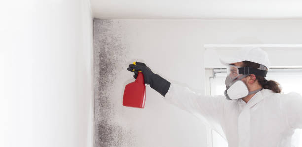 Best Mold Testing  in Mulvane, KS