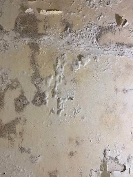 Best Water Damage Restoration  in Mulvane, KS