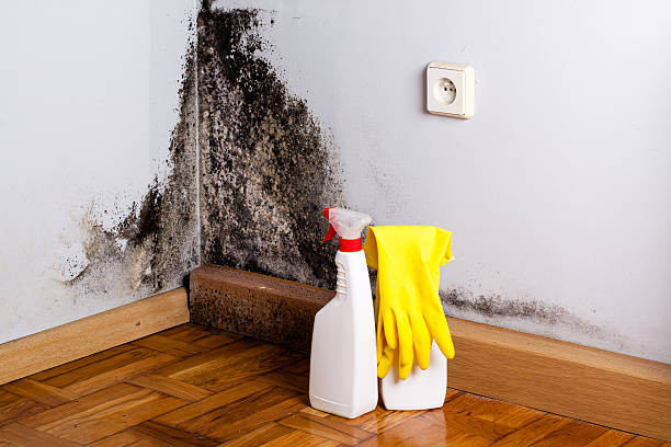 Best Attic Mold Removal  in Mulvane, KS