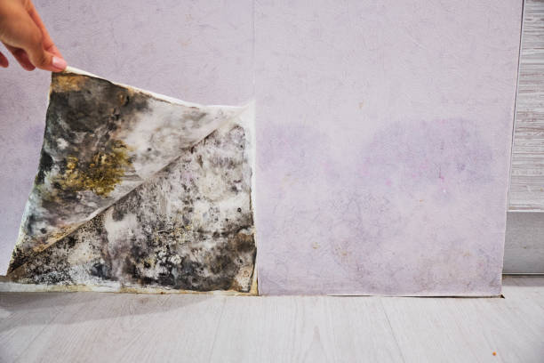 Best Mold Damage Repair  in Mulvane, KS